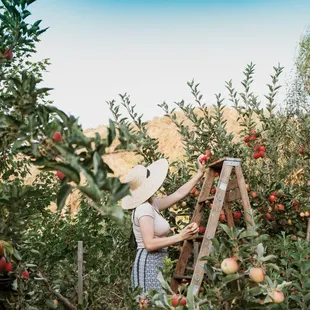 apple harvest