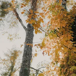 Fall colors in the woodland