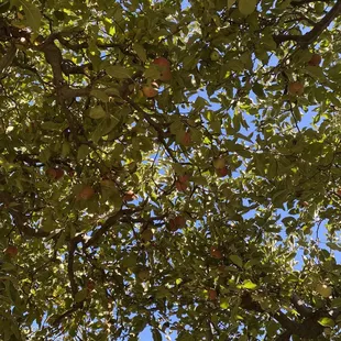 Look at those humming apples!