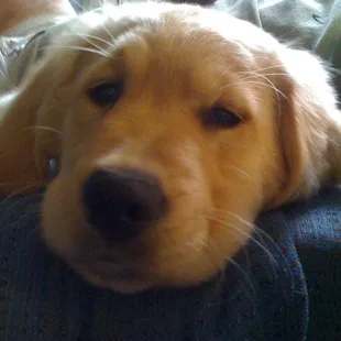 a close up of a dog's face