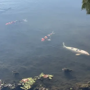 Huge koi