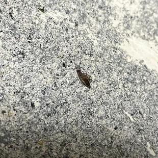 Roaches