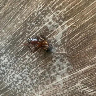 Roaches everywhere