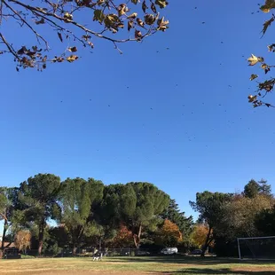 Dog park in the fall