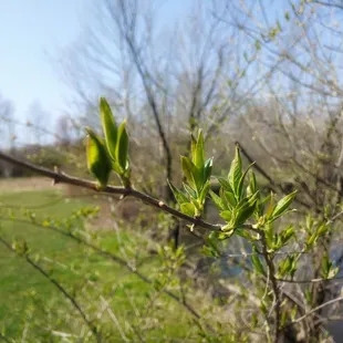 Spring is starting to blossom