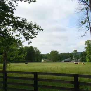 PASTURE 1
