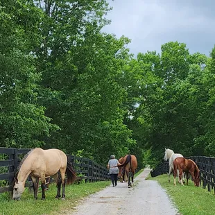 Taking our fur babies to our very large &amp; lush back pastures.