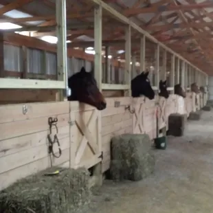Stalls in indoor arena