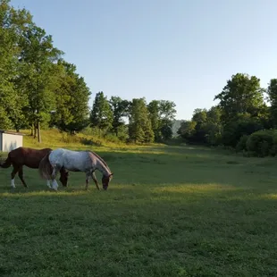 Pasture 4