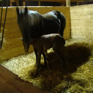 1 of 12 Stalls in tobacco barn