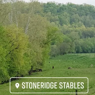 Our River Pasture which is pasture 10 can hold 10 horses with plenty of room to spare.