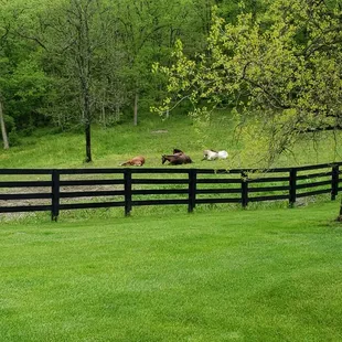 Our wooded pasture which is pasture two. Is about ten acres. Has a beautiful stream going through it.
