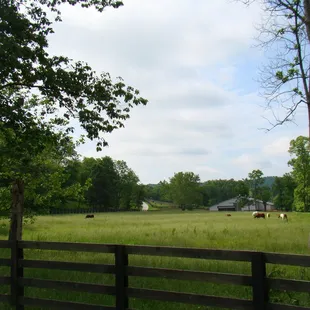 Pasture one with 6 horses, the driveway going to the tobacco barn, the indoor arena &amp; a lean two in the back ground..