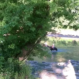 Riding in The Licking River SRS's own a mile of the river bank.   The horses love it. We also offer fishing &amp; camping to our customers.
