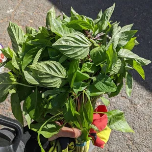 Omg huge bundle of Thai basil for only $2.50.