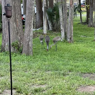 Just friends on the grounds