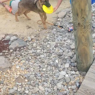 two children and a dog playing with a frisbee