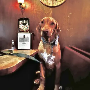 a dog sitting in a booth