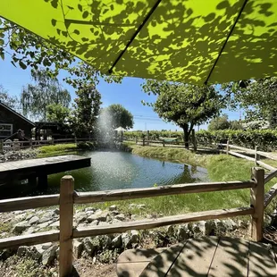 Pond