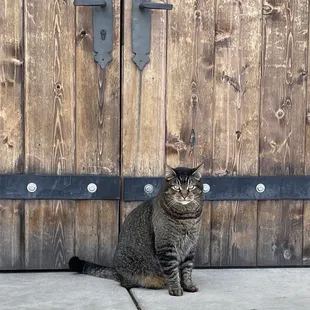 Dewey