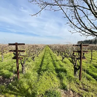 Vineyards
