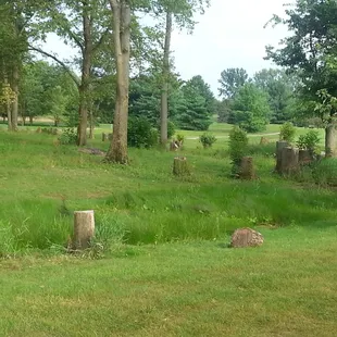 Between 15 and 16.  Emerald ash borer has destroyed countless trees here.