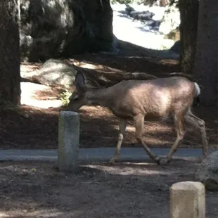 Deer visit site several times a day