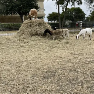 Goats and sheep
