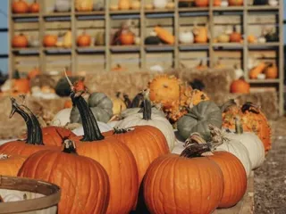 Pitchfork Pumpkin Patch
