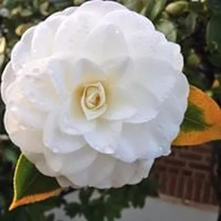Anna H.