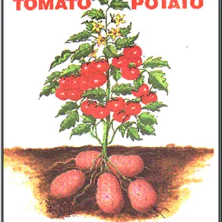 tomato-potato o.