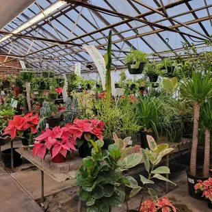Houseplant section