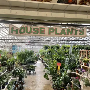 House plant greenhouse