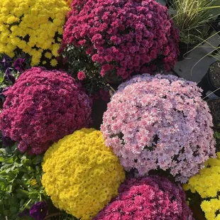 Lovely mums