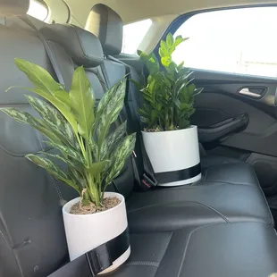 Beautiful new babies