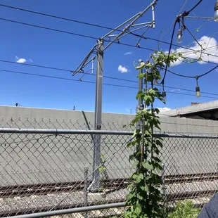 Hop canopy in process