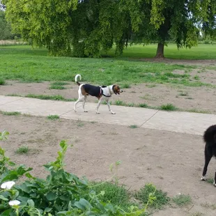 Stransky Dog Run at Peterson Park, Lincoln NE