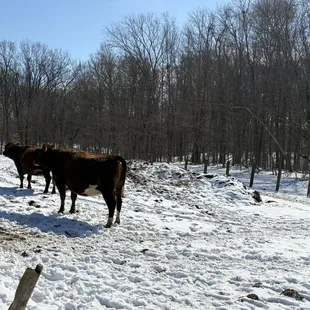 A couple of the cows and lots of trees
