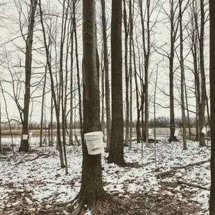 Tree sap bucket