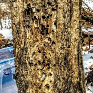 Maple syrup for days!