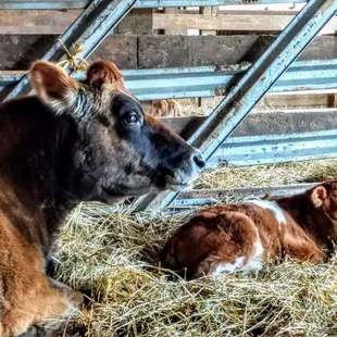 The calf as only a few months old