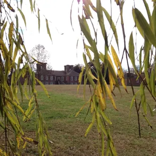 Through the weeping willows on the property.