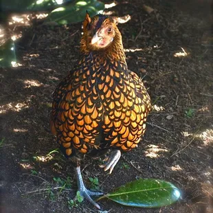 Bantam Hen