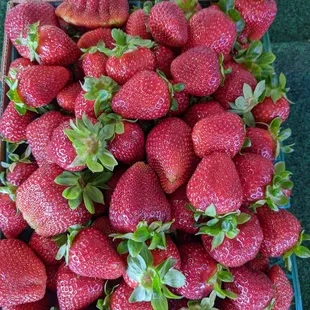 Strawberry flat April 2022