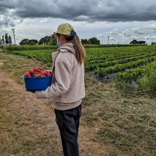 Just harvested strawberries