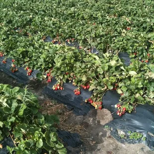 a field of strawberries