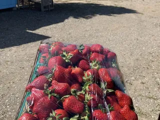 Strawberry Patch