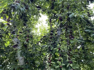 Lavagnino Orchards Cherry Stand