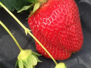 Saevang Strawberry Farm