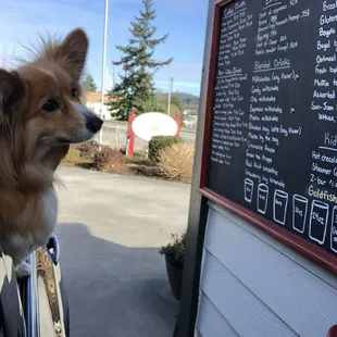 Norma the Fluffy Corgi checks out the menu.